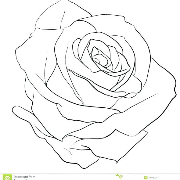 590x590 Rose Outlines Rose Tattoos Outline Google Search Tattoo Tattoo