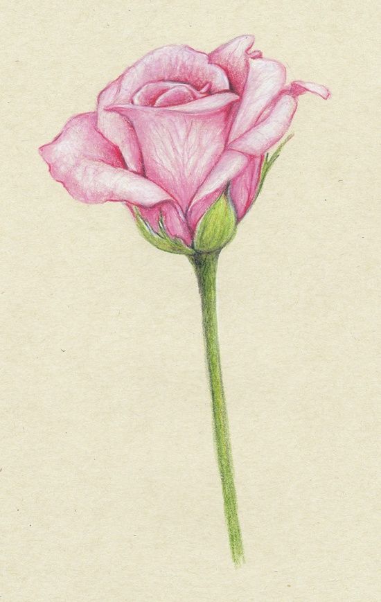 550x869 Gallery Tumblr Rose Drawing,