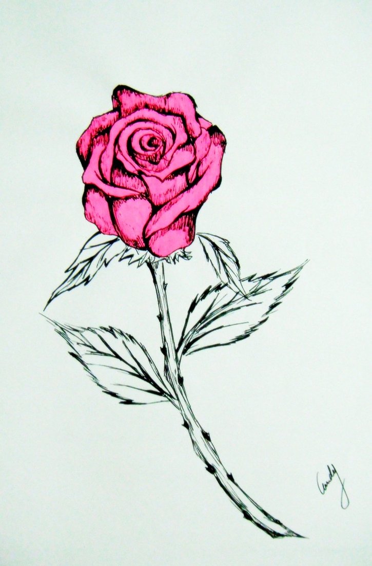 725x1102 Pink Rose Drawing By Andy023