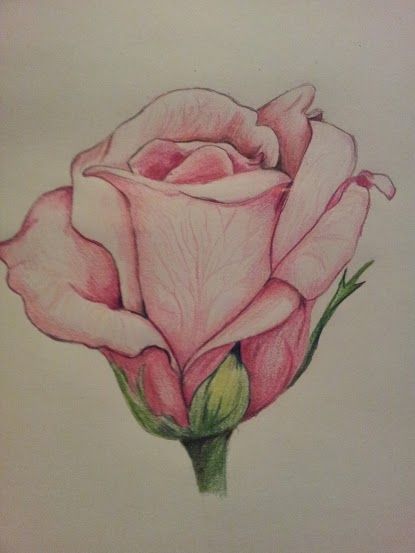 415x553 Rose Drawing Tumblr