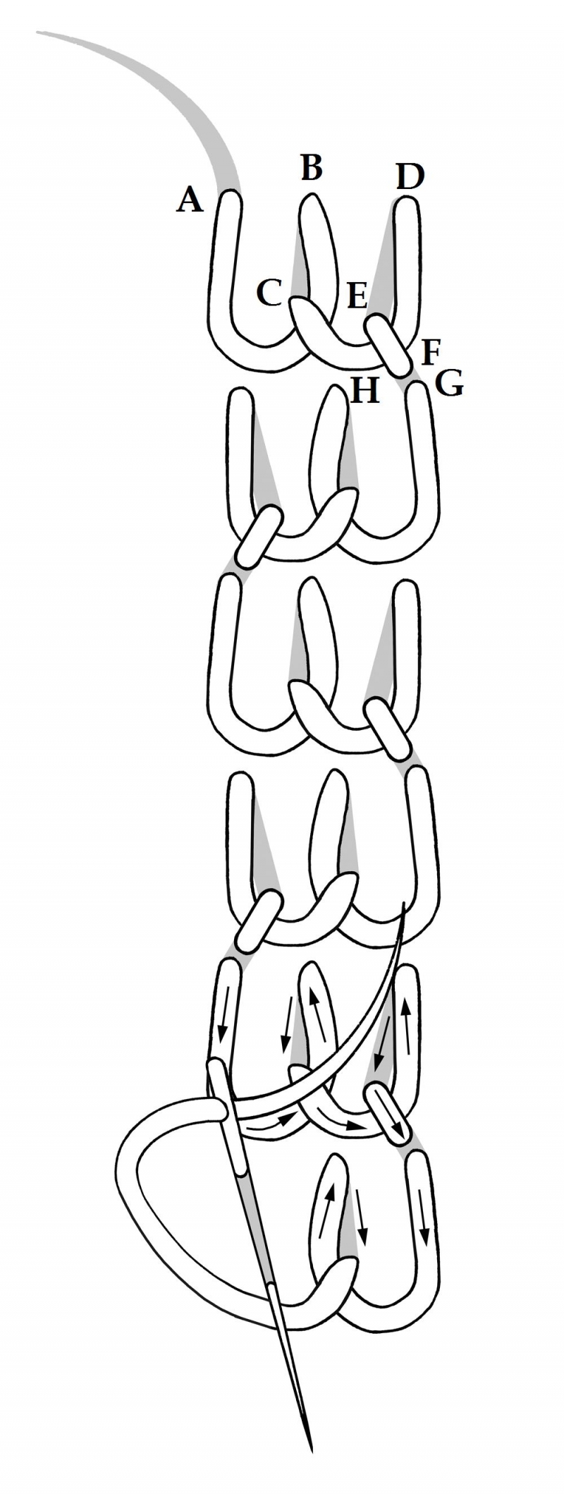 800x2118 Chain And Blanket Stitch Row