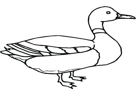 476x333 Rubber Duck Outline Drawing Mallard Coloring Pages Page Image