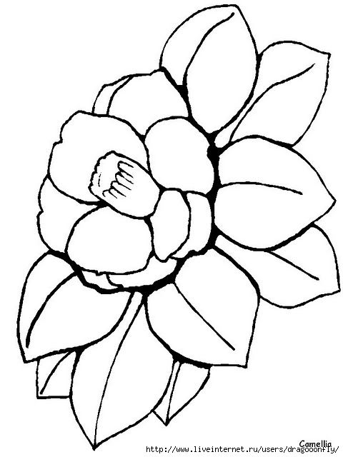480x640 Color Camellia.gif (480x640, 115kb)