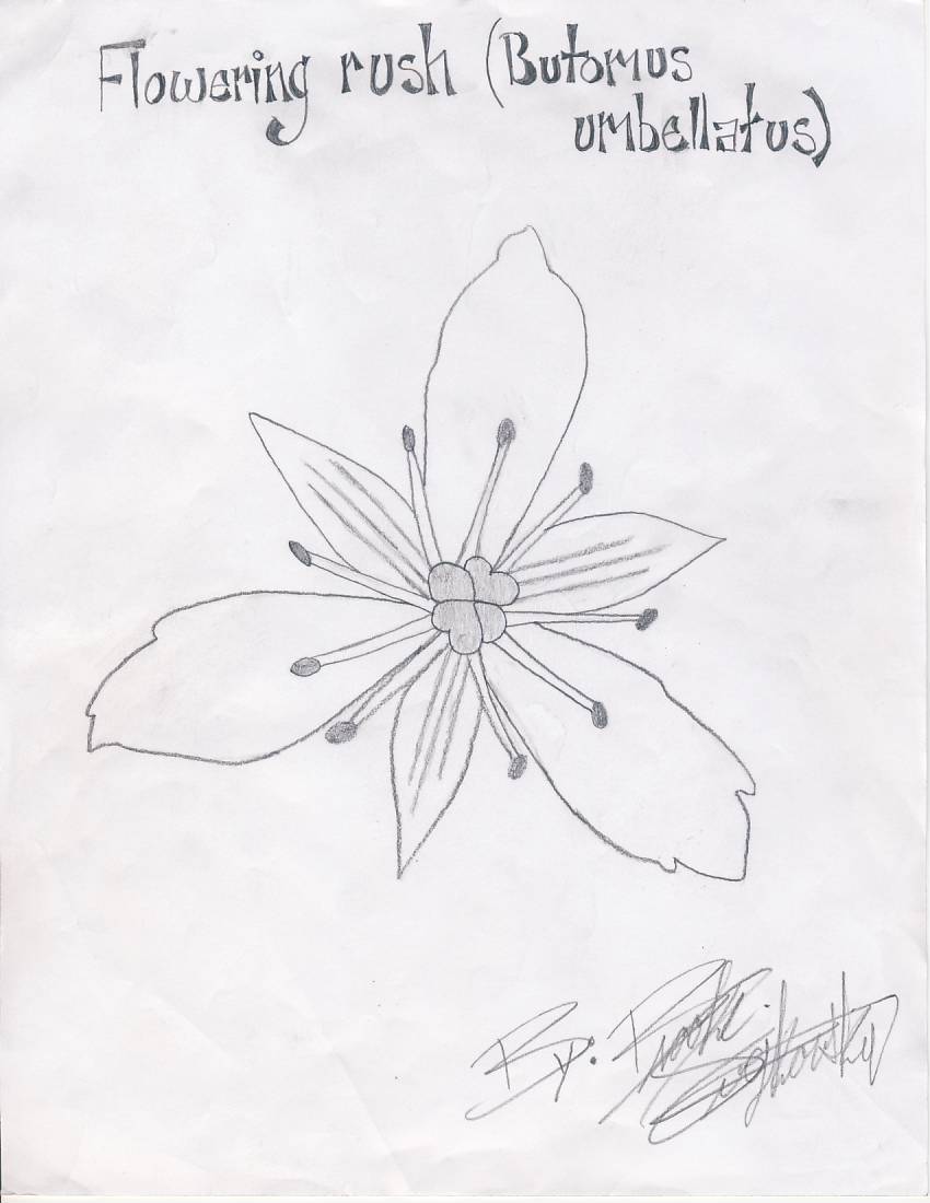 850x1100 Flowering Rush