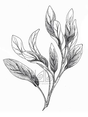 300x400 Collection Of Sage Leaf Drawing High Quality, Free Cliparts