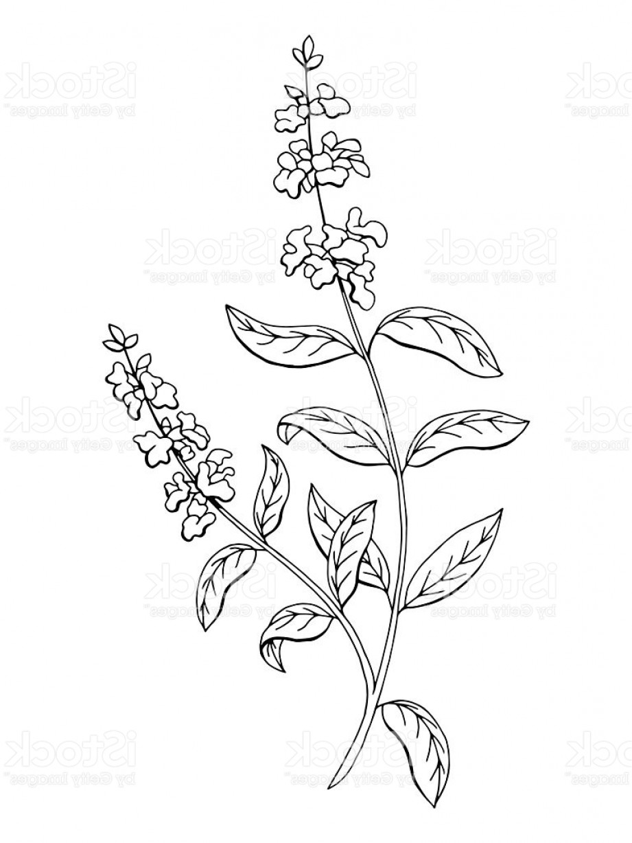 921x1228 Sage Plant Vector Createmepink