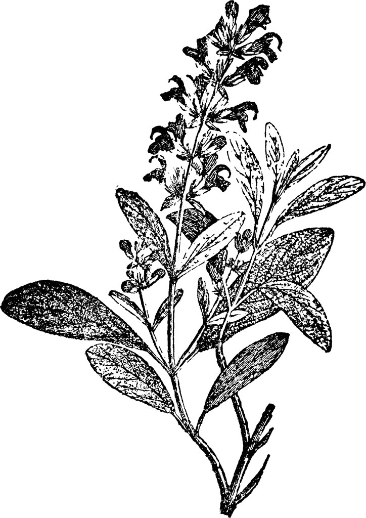 724x1024 Sage Spanish Essential Oil