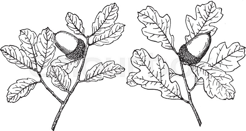 800x427 These Are Two Small Branches Of Coastal Sage Scrub Oak Which Are