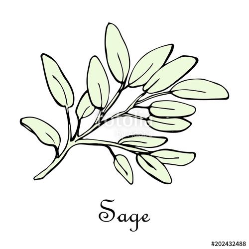 500x500 Sage, Doodle Sketch Stock Image And Royalty Free Vector Files