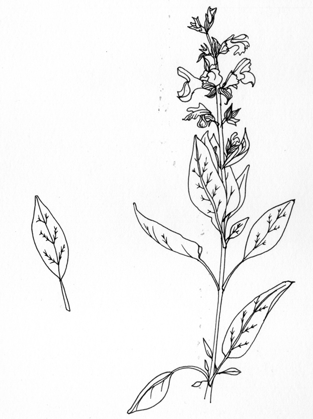 625x837 Sage Drawing Being A Freelance Artist