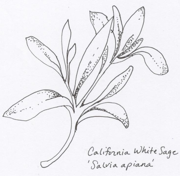 736x720 Collection Of Sage Plant Drawing High Quality, Free Cliparts