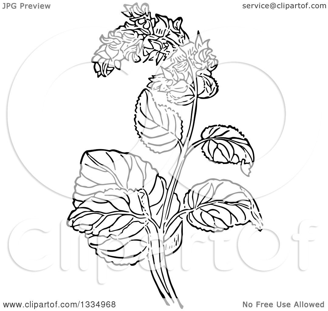 1080x1024 Clipart Of A Black And White Woodcut Herbal Clary Sage Plant