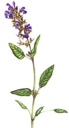 236x433 Sage (Salvia) Botanical Art Salvia, Botanical