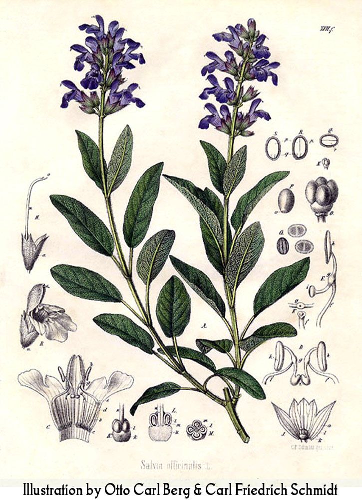 725x1000 Sage Botanical Drawing. Possibly My Next Tattoo Ink Amp Piercings