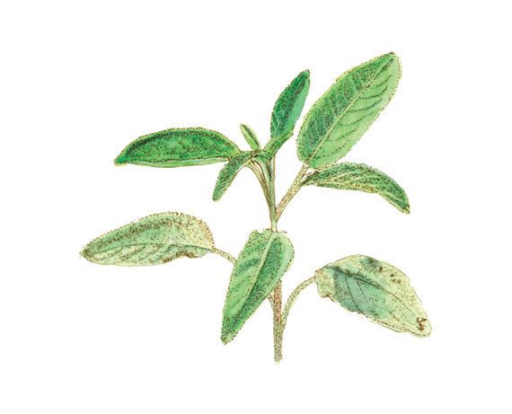 570x461 Sage Herb Print