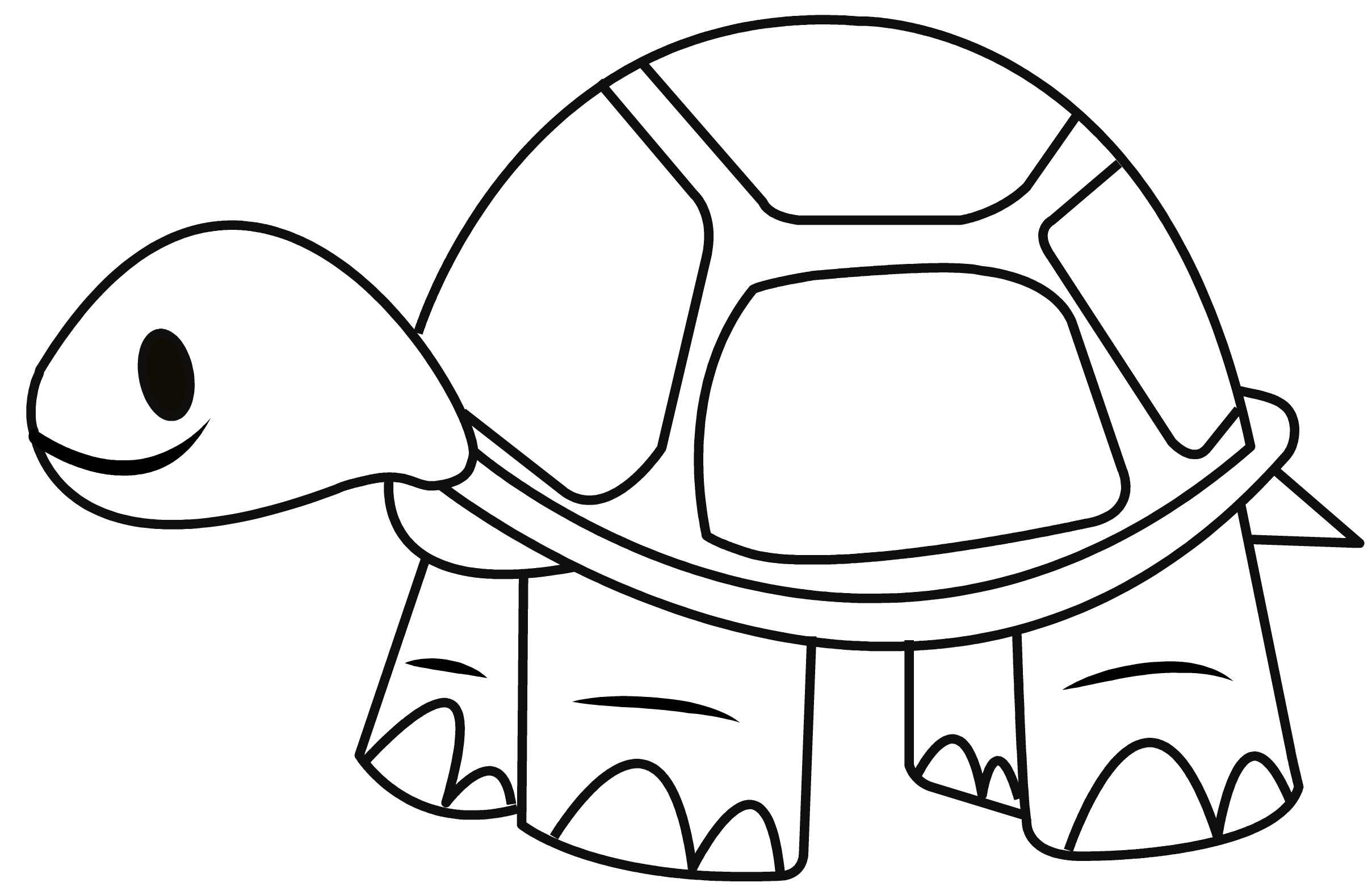 2417x1577 How To Draw A Tortoise