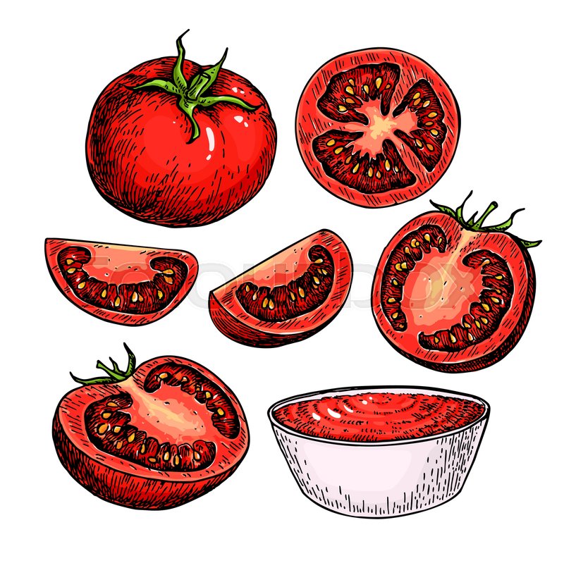 800x799 Tomato Vector Drawing Set. Isolated Tomato, Sliced Piece