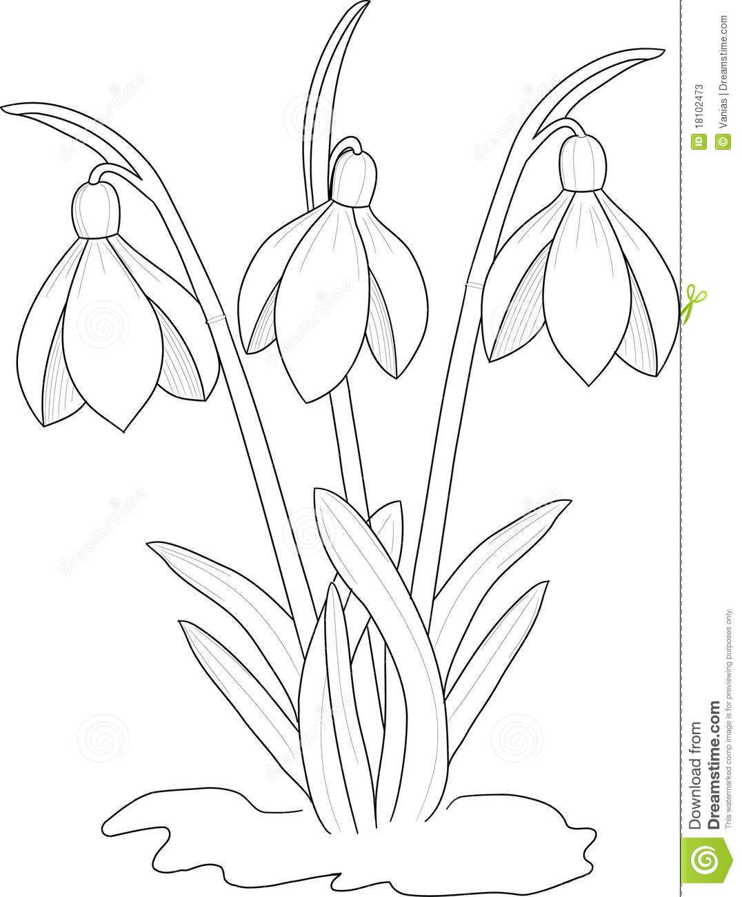 1076x1300 Snowdrops Drawing Download From Over 54 Million High Quality Stock
