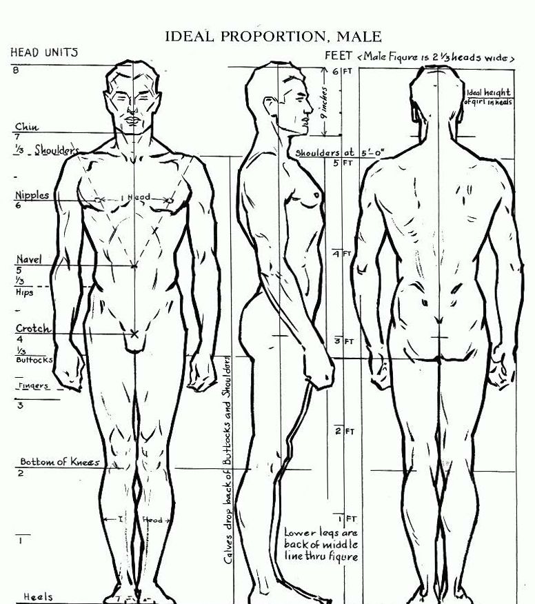 776x876 Ideal Proportion Male Drawing Lessons Drawing