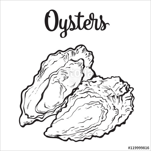 500x500 Fresh Oyster, Sketch Style Vector Illustration Isolated On White
