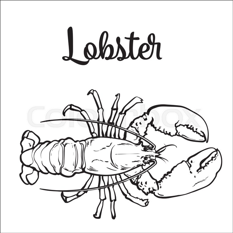 800x800 Full Length Lobster Sketch Style Vector Illustration Isolated