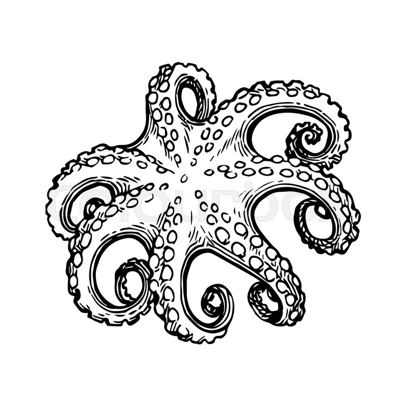 800x800 Seafood Ink Sketch. Octopus Isolated On White Background. Hand