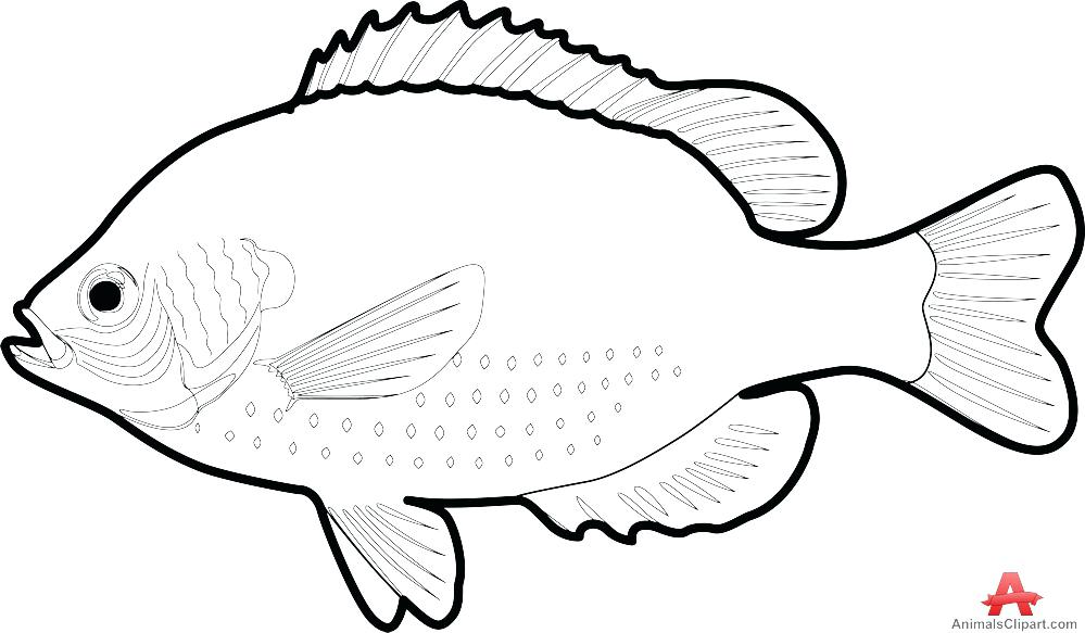999x583 Fish Drawing Outline