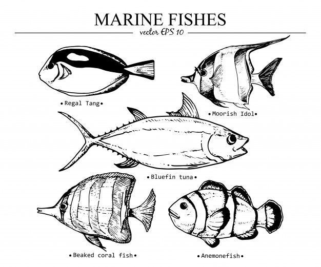 626x521 Drawing Fish Vector Premium Download