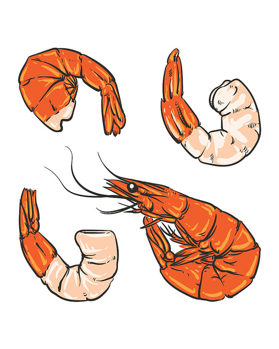 570x713 80% Off Sale Seafood Cocktail Drawing. Shrimp For A Party
