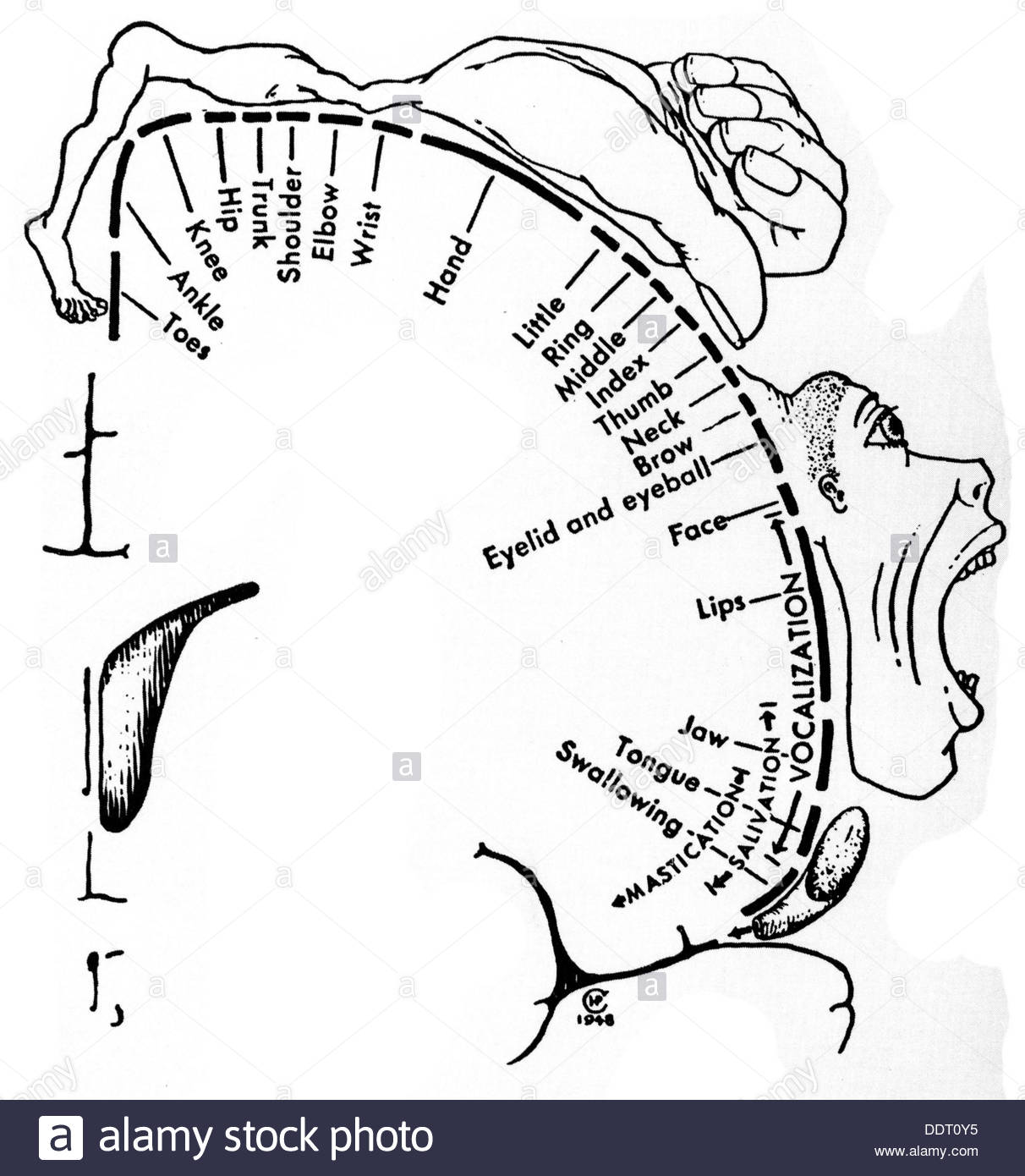 1212x1390 Medicine Anatomy Cerebric Cranium Scales The Motor Sectors