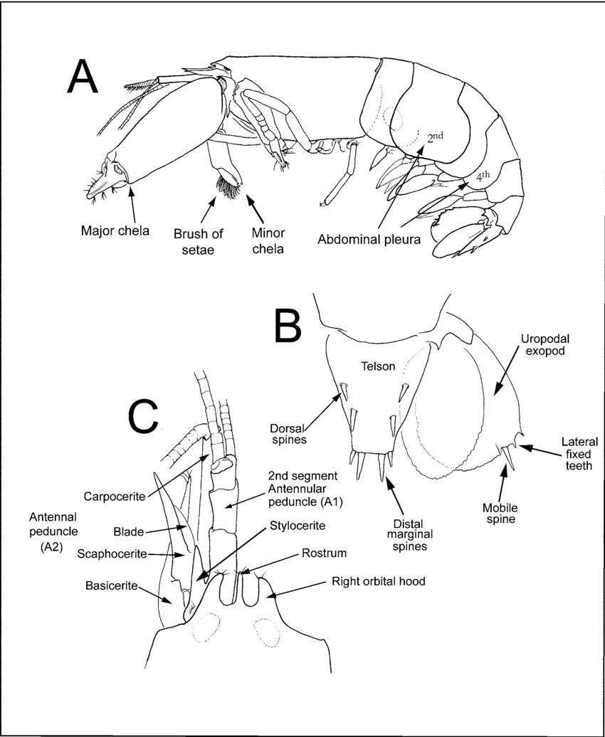 850x1036 Schematic Drawings Of A Zuzalpheus Shrimp Showing Important