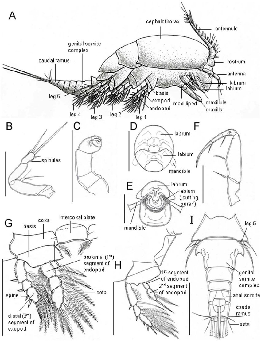 850x1112 Schematic Drawings Of Dirivultid Morphology And Important