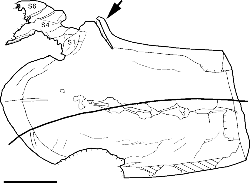 850x624 Sketch Drawing Of Vetulicola Sp. (Yklp 13257a), From The Guanshan
