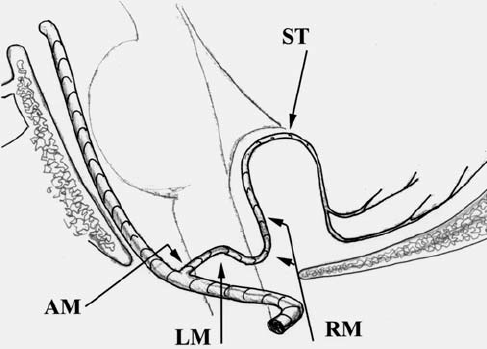 487x349 Artist's Drawing Of The Pica Segments And Relationships
