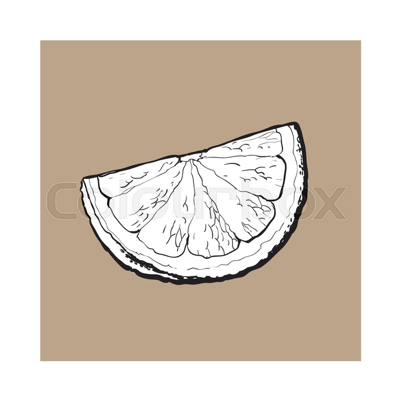 800x800 Quarter, Segment, Piece Of Ripe Grapefruit, Orange, Hand Drawn