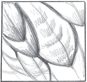 300x283 Draw Detailed Feathers