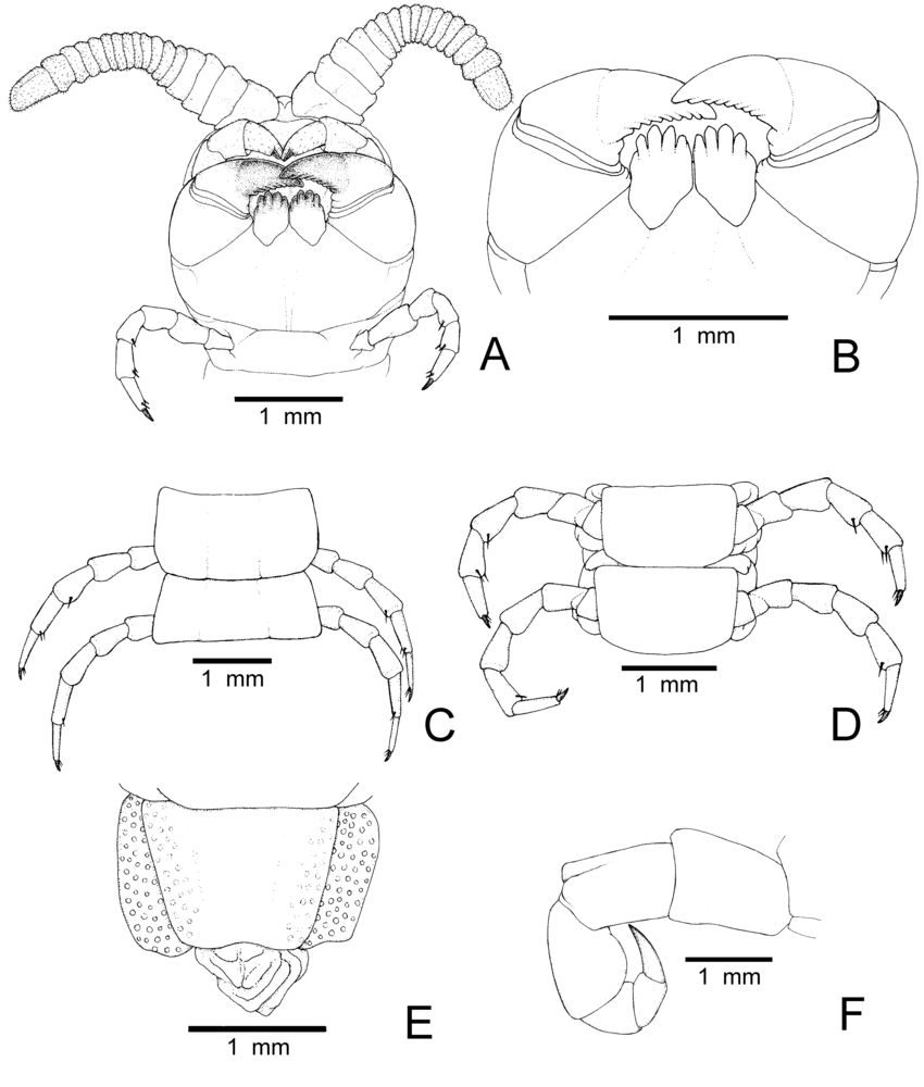 850x1000 Drawings Of Sterropristes Metallicus, Cumz 3205. A. Antennae, Head