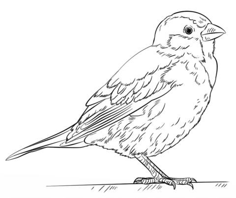 480x403 House Sparrow Coloring Page Sparrows Category. Select