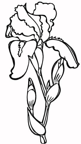 273x480 Iris Coloring Page From Iris Category. Select From 20946 Printable