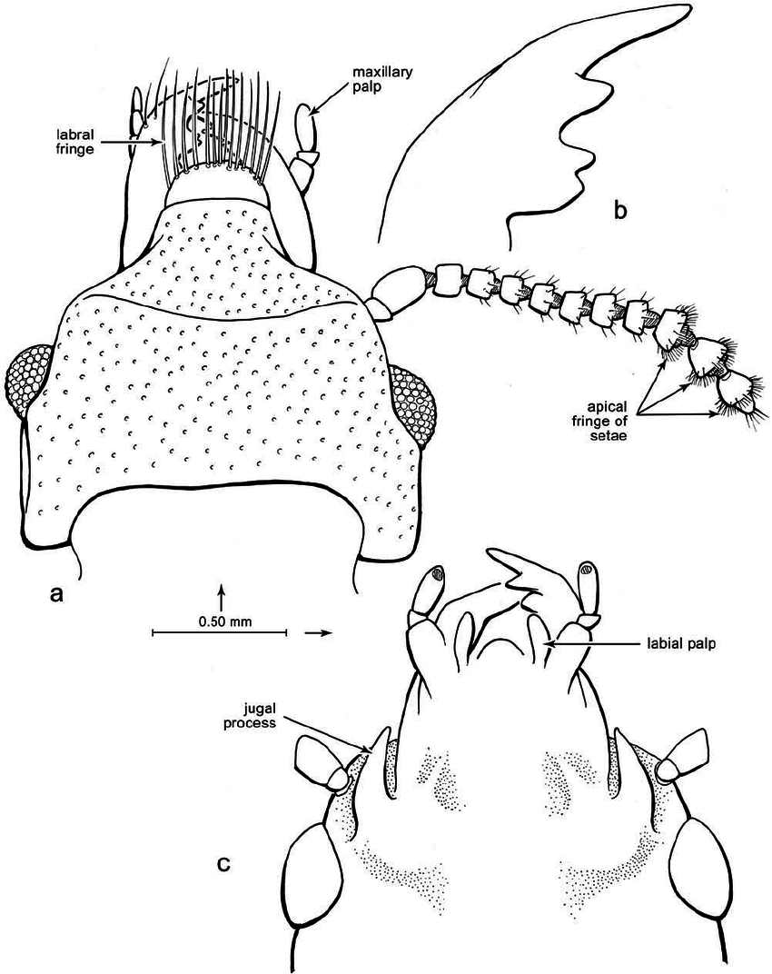 850x1072 Line Drawings Of Select Traits Of Vetuprostomis Consimilis Engel