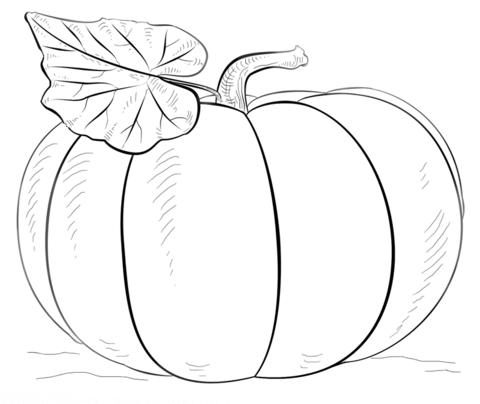 480x404 Pumpkin Coloring Page From Pumpkins Category. Select From 24104