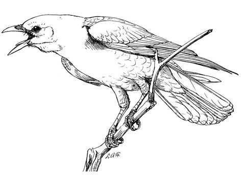 480x356 Realistic Perched American Crow Coloring Page From Crows Category