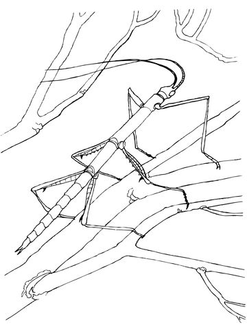 360x480 Walking Stick Bug Coloring Page From Walkingstick Category. Select