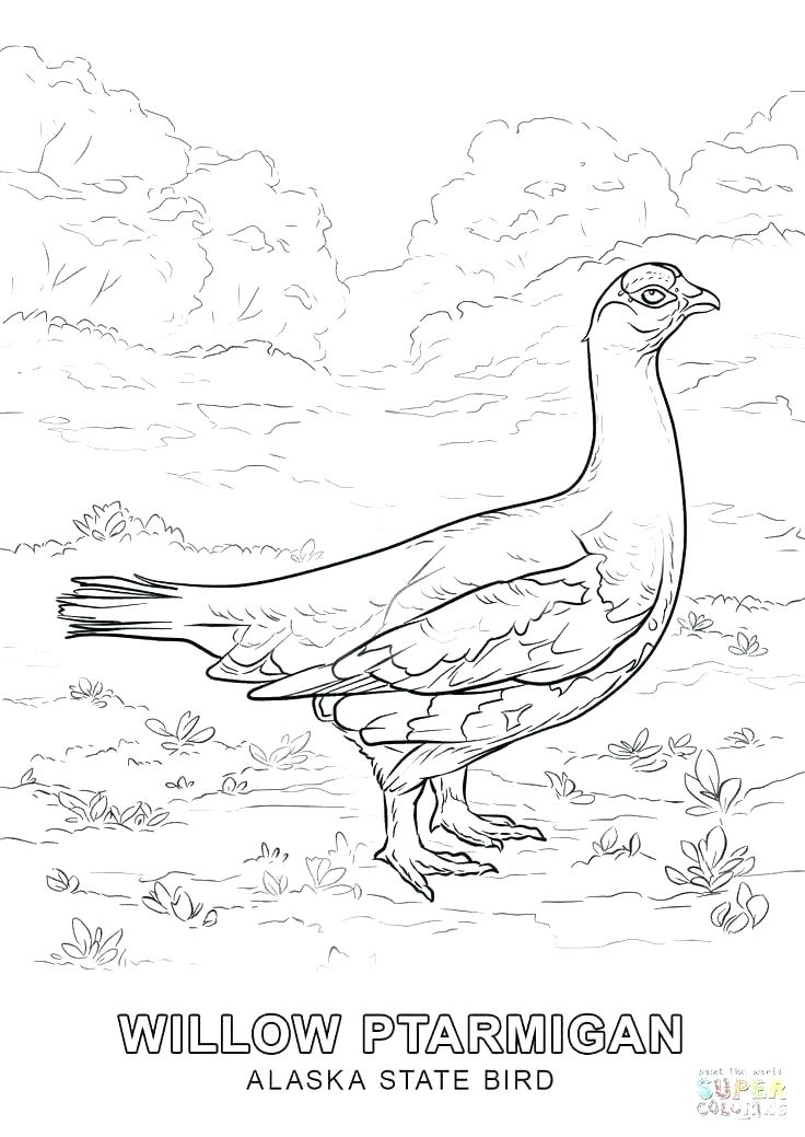 736x1039 California State Flower Coloring Page Bird Pages From Category