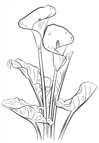 333x480 Calla Lily Coloring Page From Lilies Category. Select From 20946