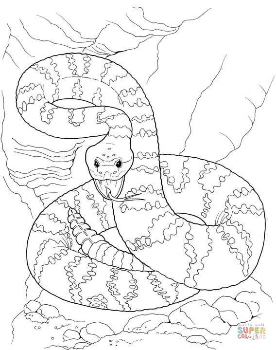 568x719 Dangerous Rattlesnake Coloring Page From Rattlesnake Category