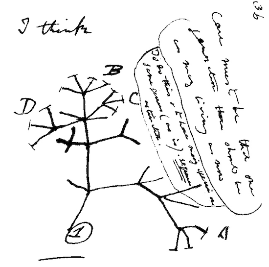 550x545 Michael Strauss On The Act Of Drawing Thinking And Making