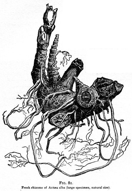 444x640 The Rhizomatic Classroom Requires A Shift In Teacher Talk