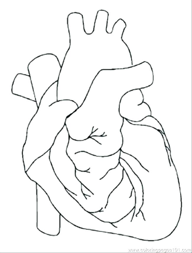 650x855 Coloring Outline Coloring Outline Body Outline Coloring Page