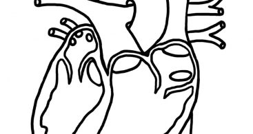 367x195 Simple Anatomical Heart Outline Vector Free Clip Art Designs